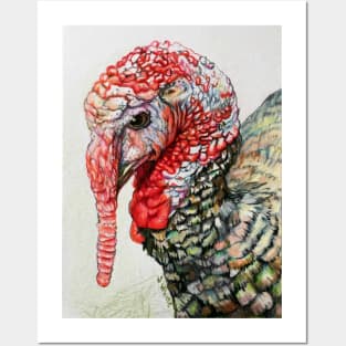 Tom Turkey Posters and Art